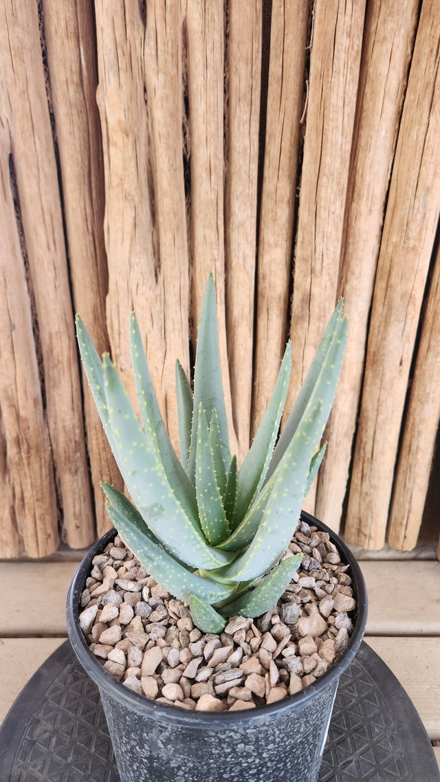Cactus | Arizona Cactus Sales