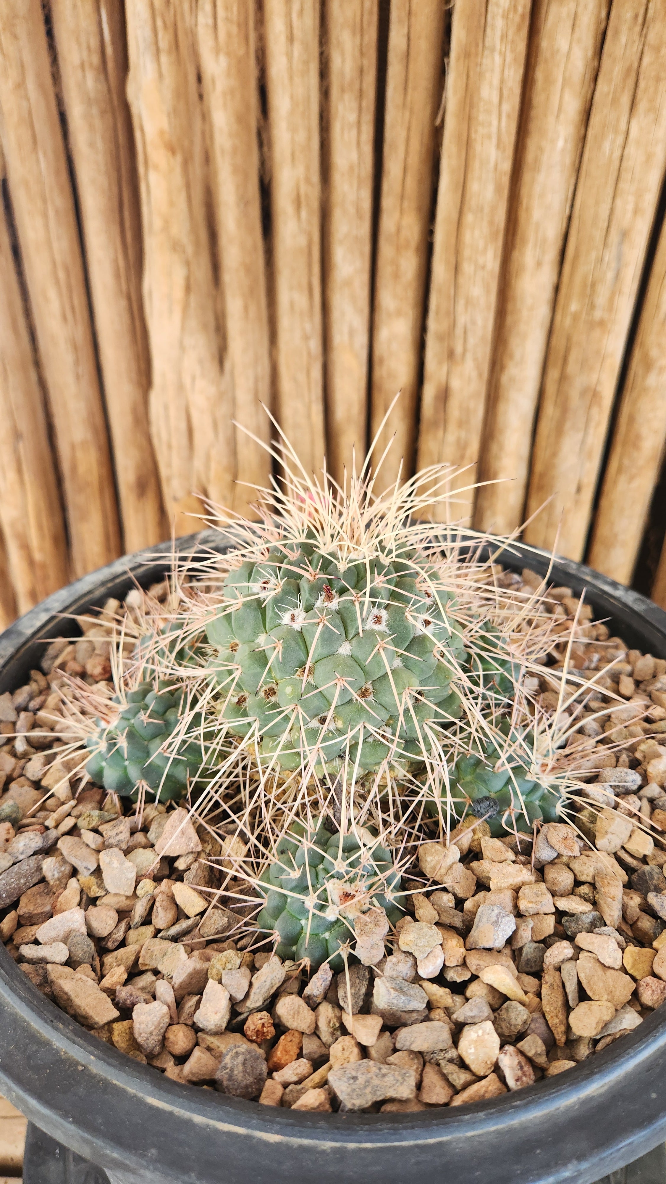 Mammillaria compressa 'Long Spine Clone' | Arizona Cactus Sales