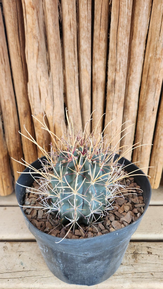 Cacti | Arizona Cactus Sales