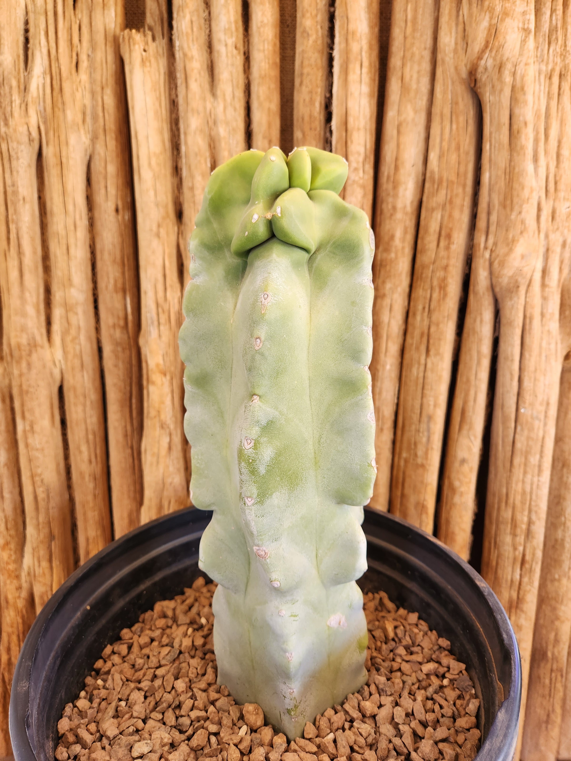 dracaena substrat Dracaena surculosa 'Milchstraße' – Secret Garden Plant Shop