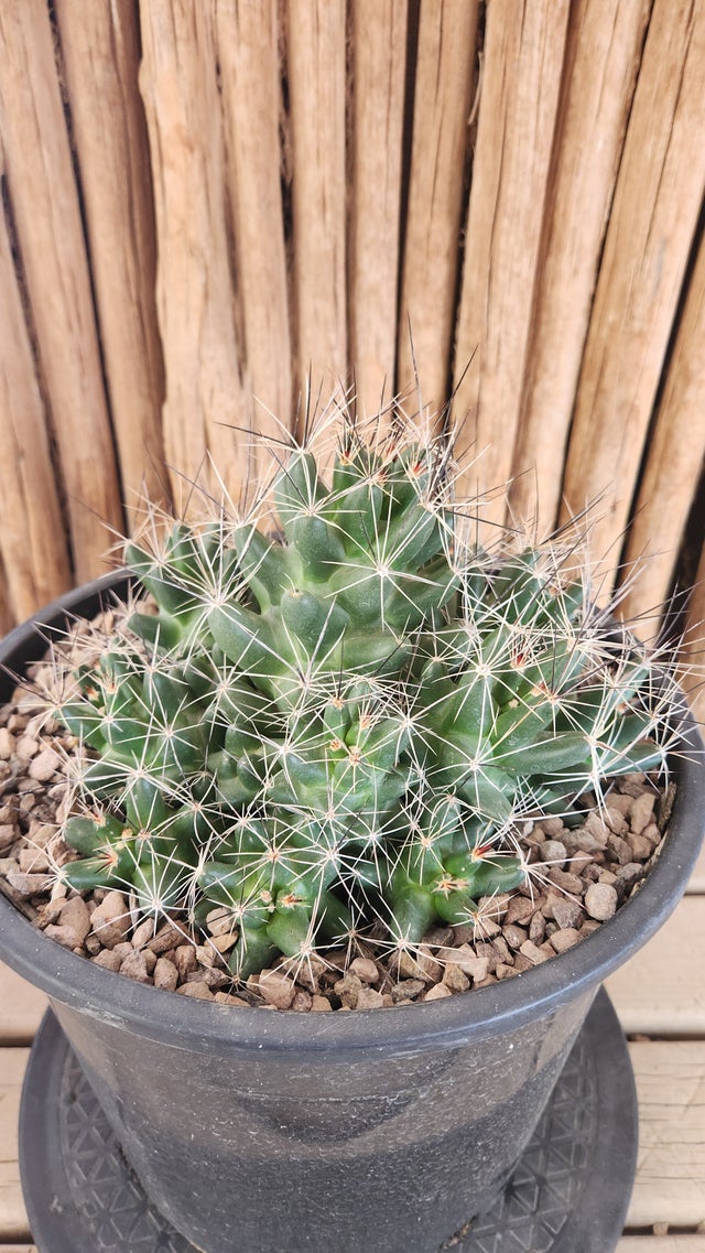Cactus | Arizona Cactus Sales
