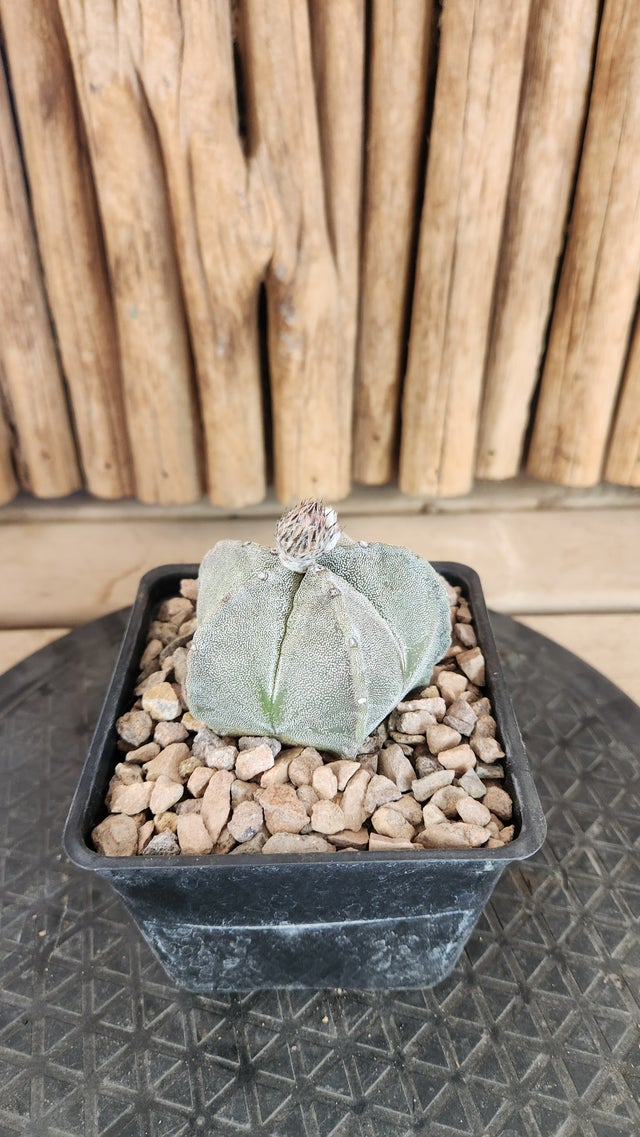 Cactus | Arizona Cactus Sales
