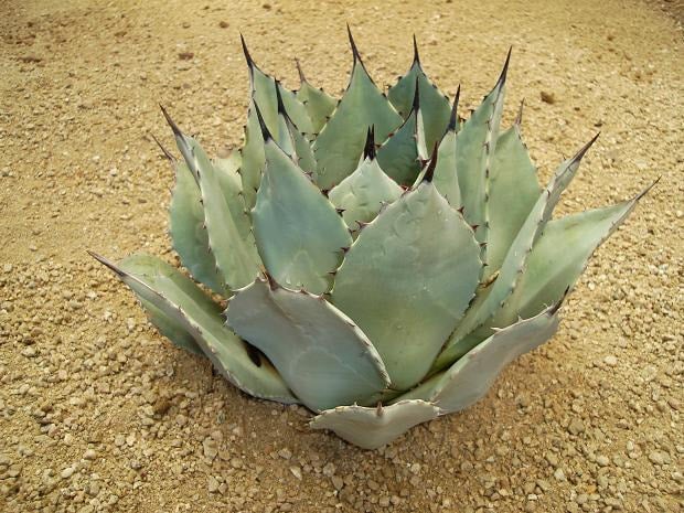 Agave parryi var. huachucensis | Arizona Cactus Sales | Buy