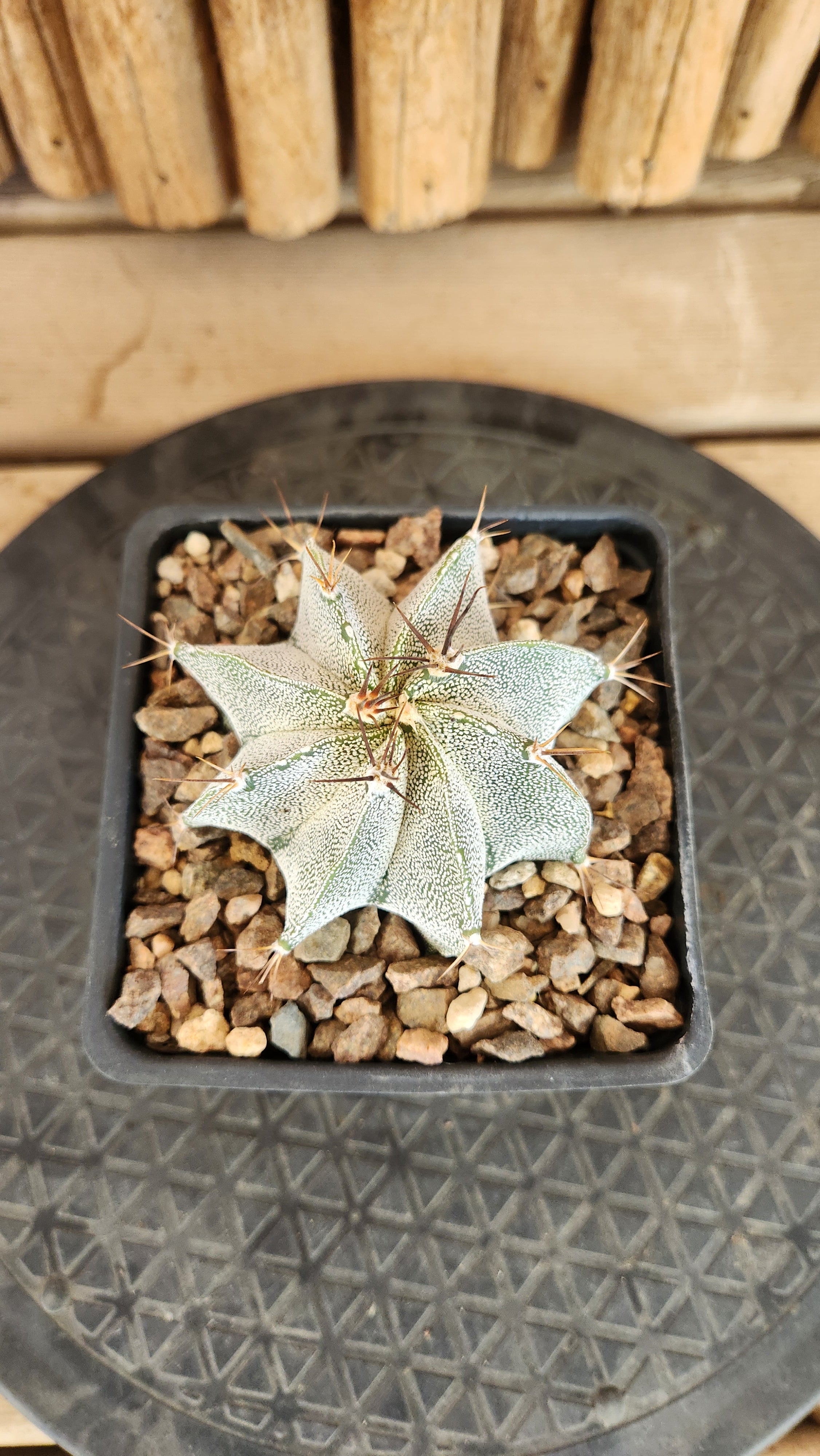 Astrophytum ornatum | Arizona Cactus Sales | Buy Now | Arizona