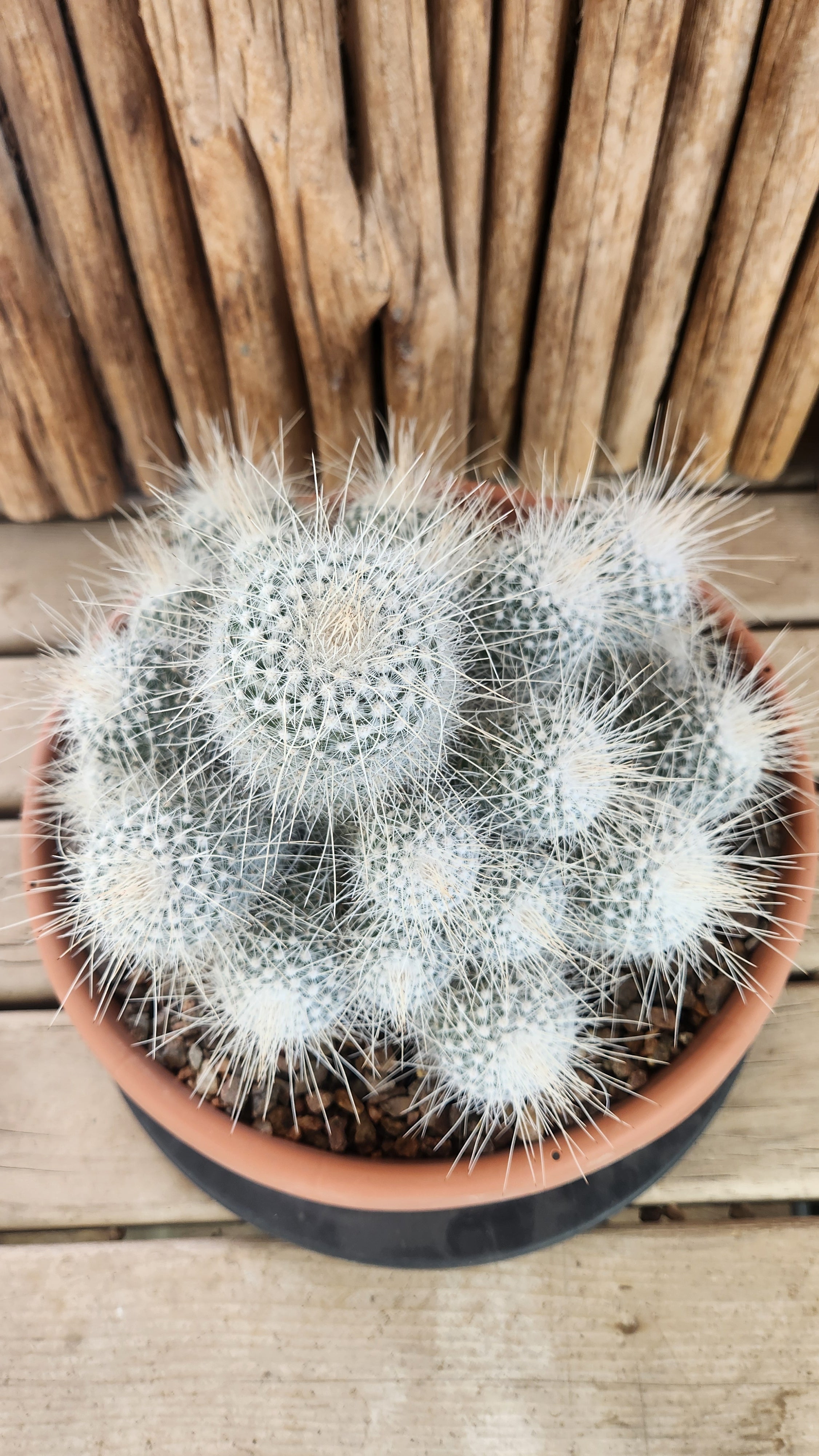 Mammillaria geminispina | Arizona Cactus Sales | Buy Now | Arizona