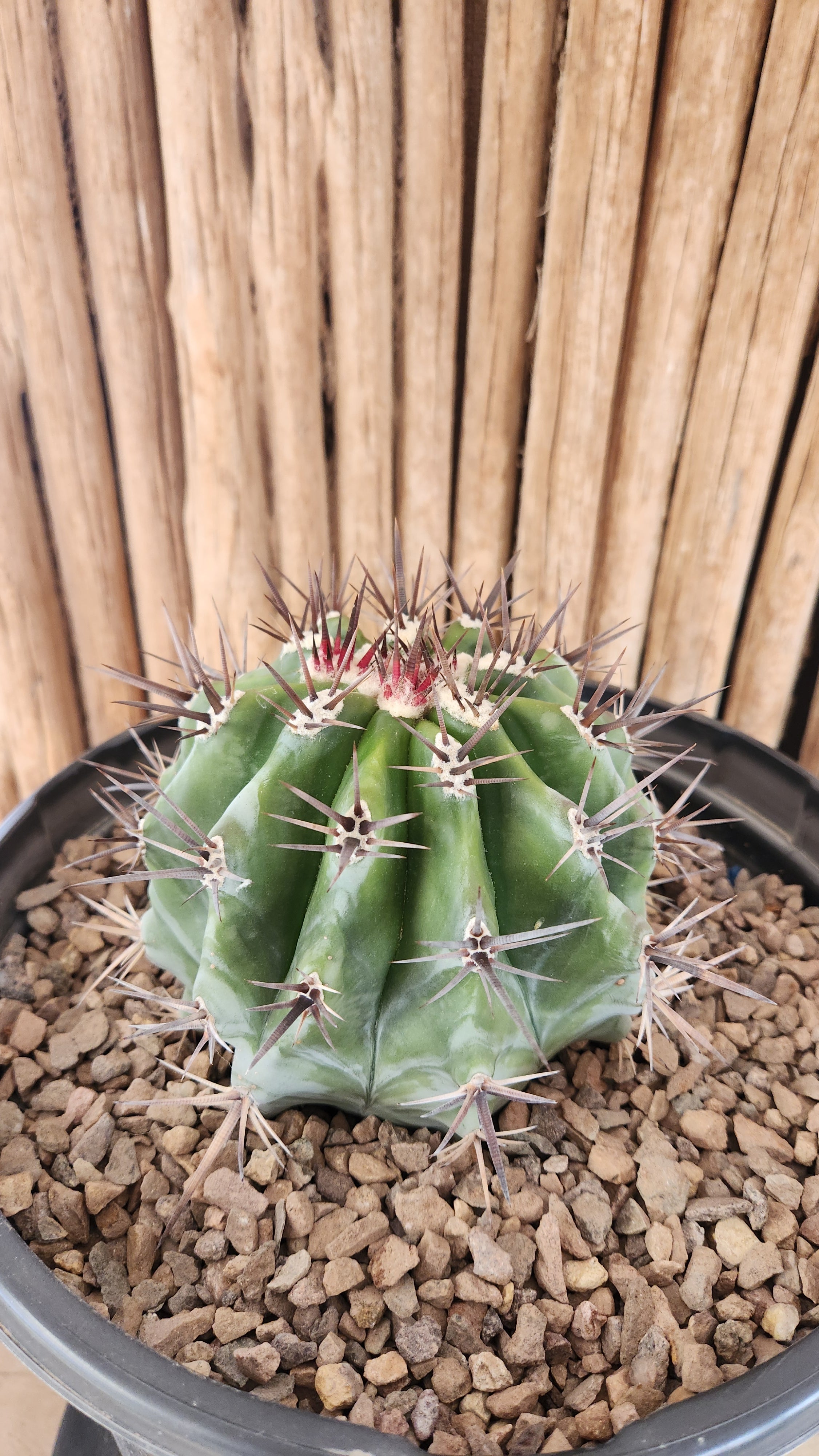Echinocactus ingens | Arizona Cactus Sales | Buy Now | Arizona