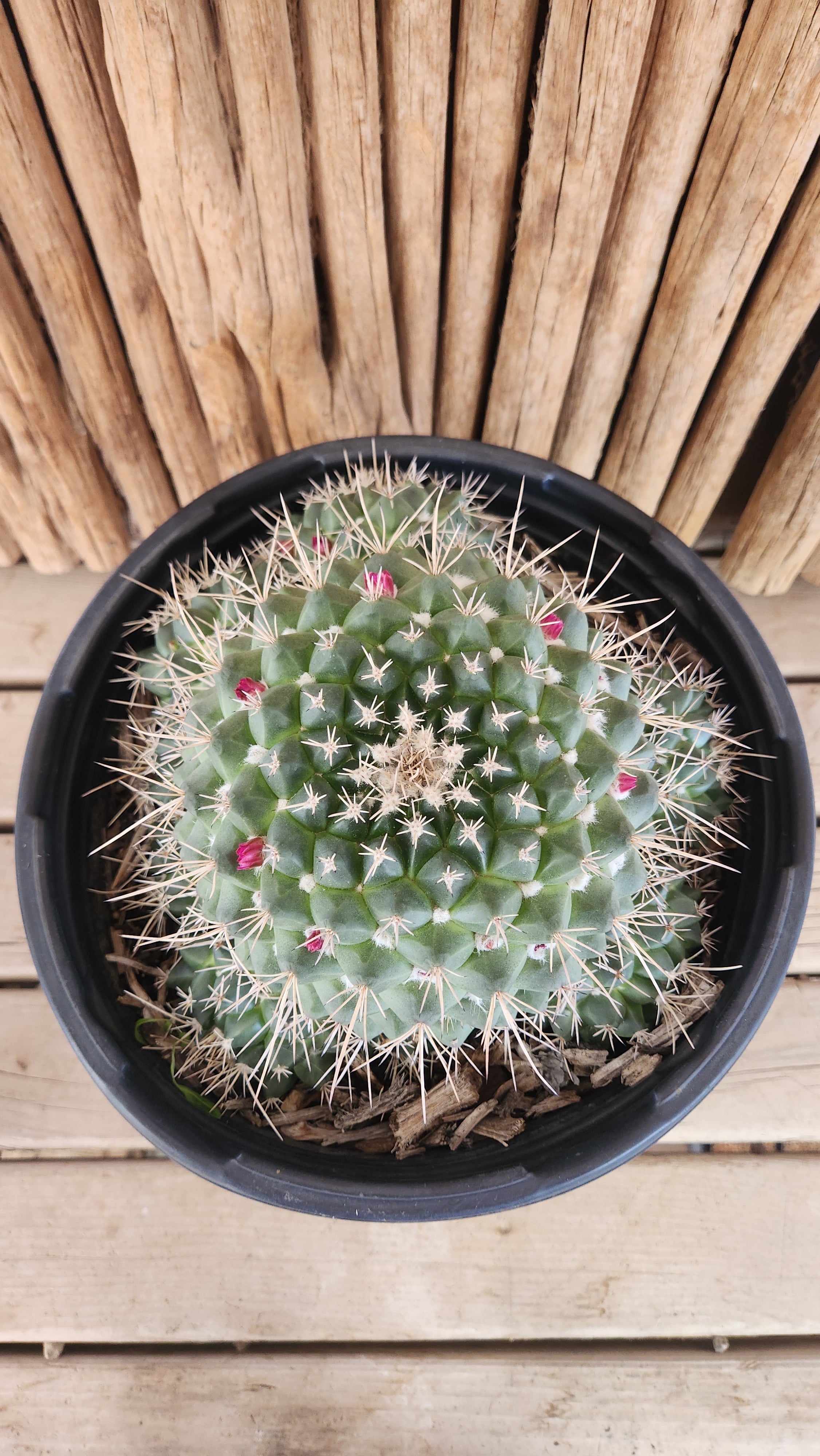 Mammillaria compressa | Arizona Cactus Sales
