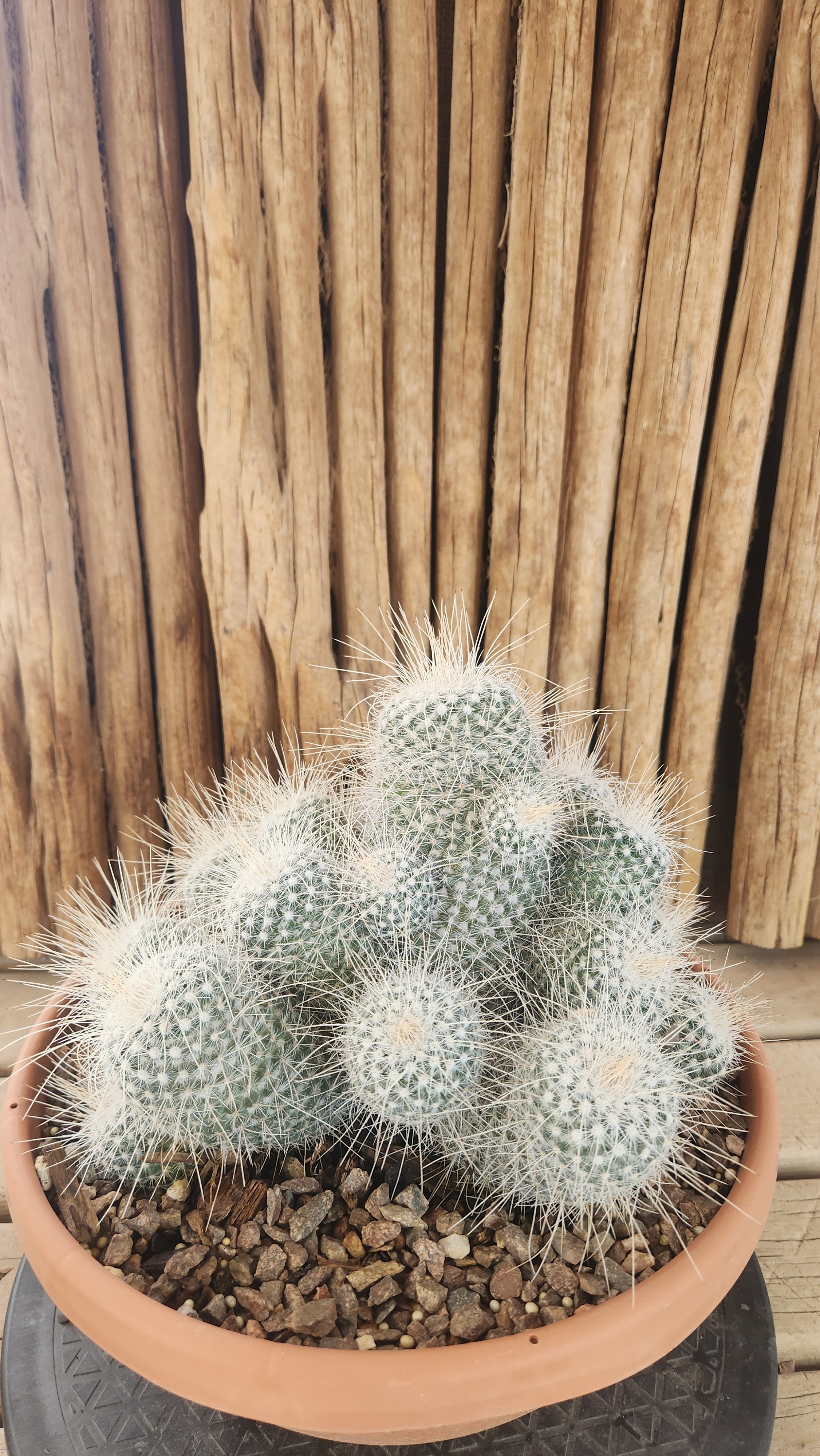 【最安値!!】マカミア/Macamia Mammillaria geminispina | Arizona Cactus Sales | Buy Now | Arizona