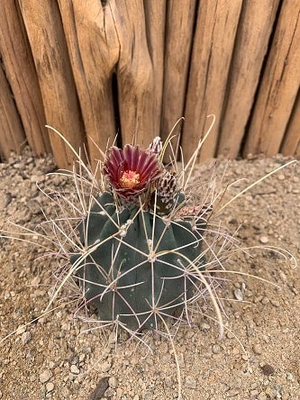 Cactus | Arizona Cactus Sales