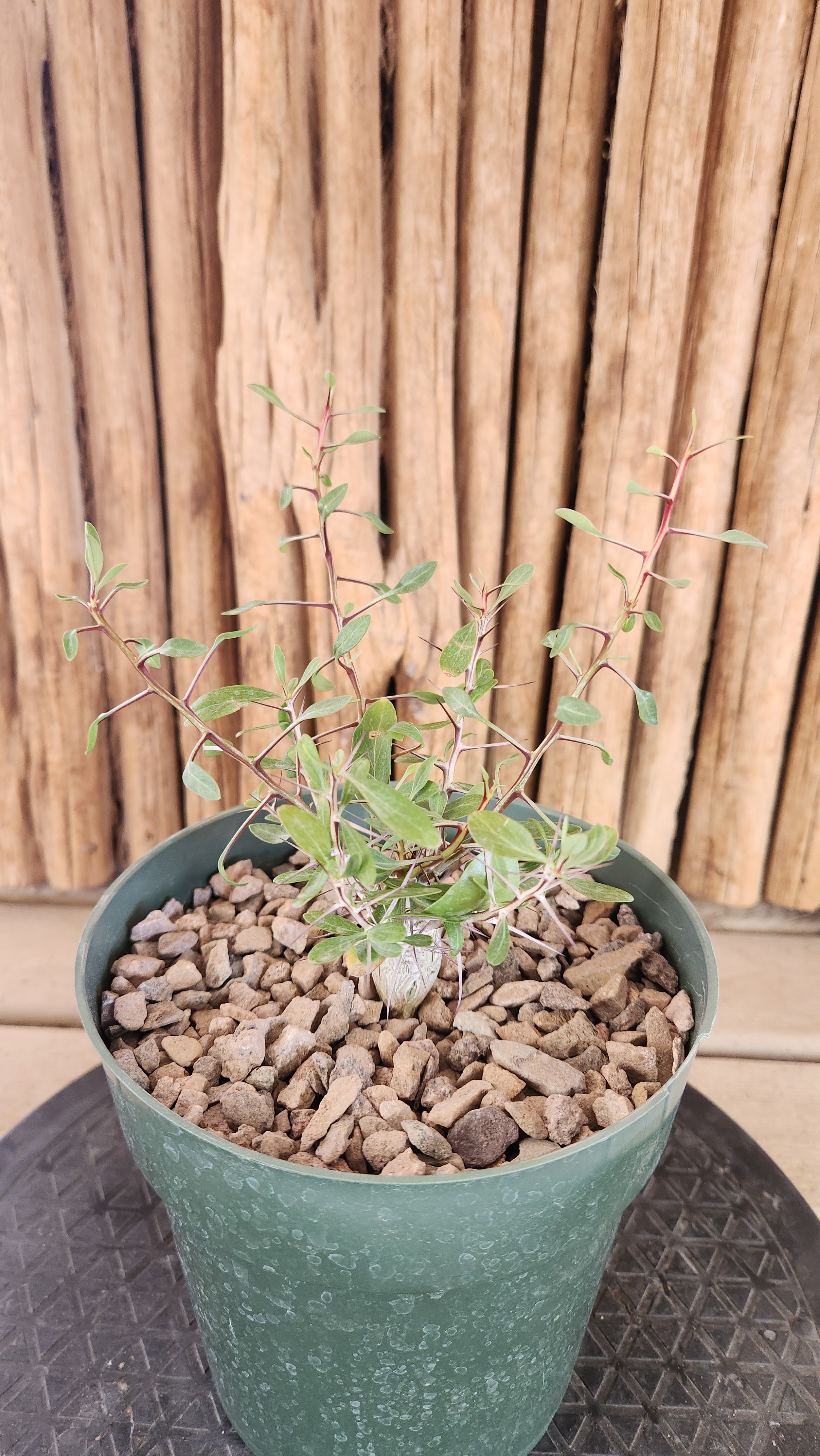 その他観葉植物 Foquieria columnnaris Fouquieria columnaris - size その他観葉植物 Foquieria columnnaris Fouquieria columnaris - size