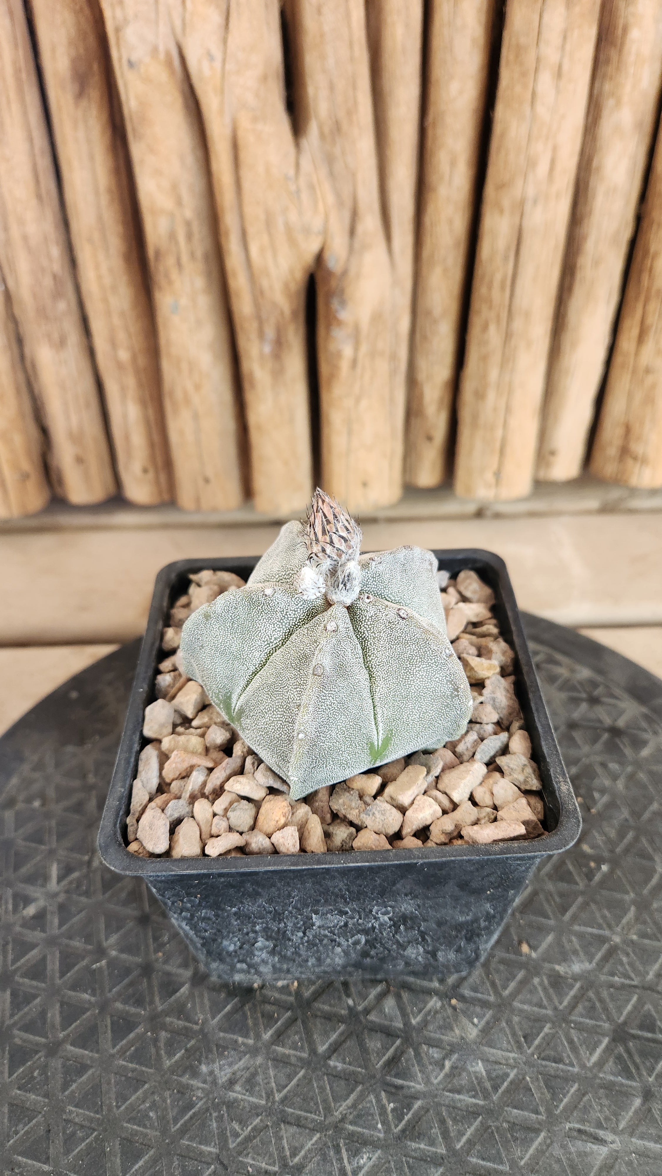 Astrophytum myriostigma | Arizona Cactus Sales | Buy Now | Arizona Cactus  Sales