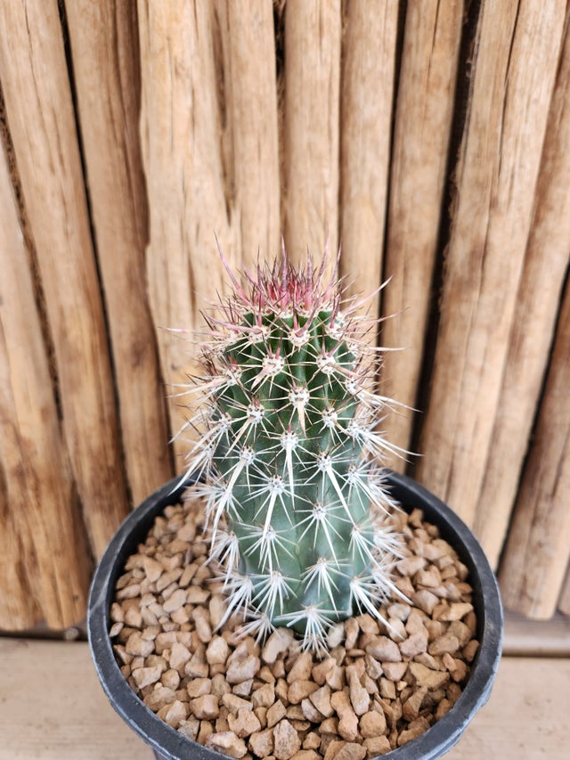 Cacti | Arizona Cactus Sales
