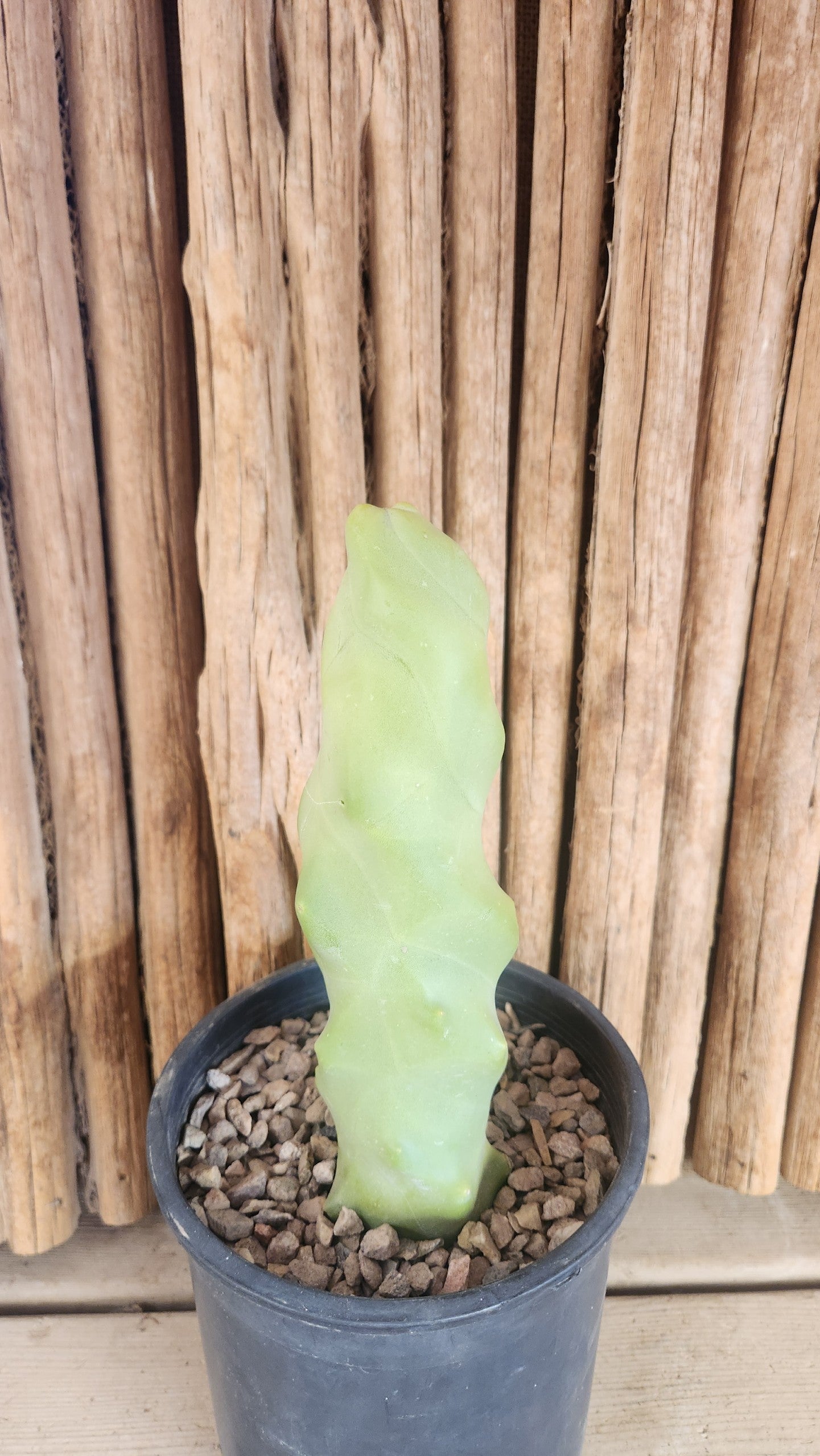 cactus pflanze 10 Stück Opuntia Kaktus ca. 10 cm main image 1
