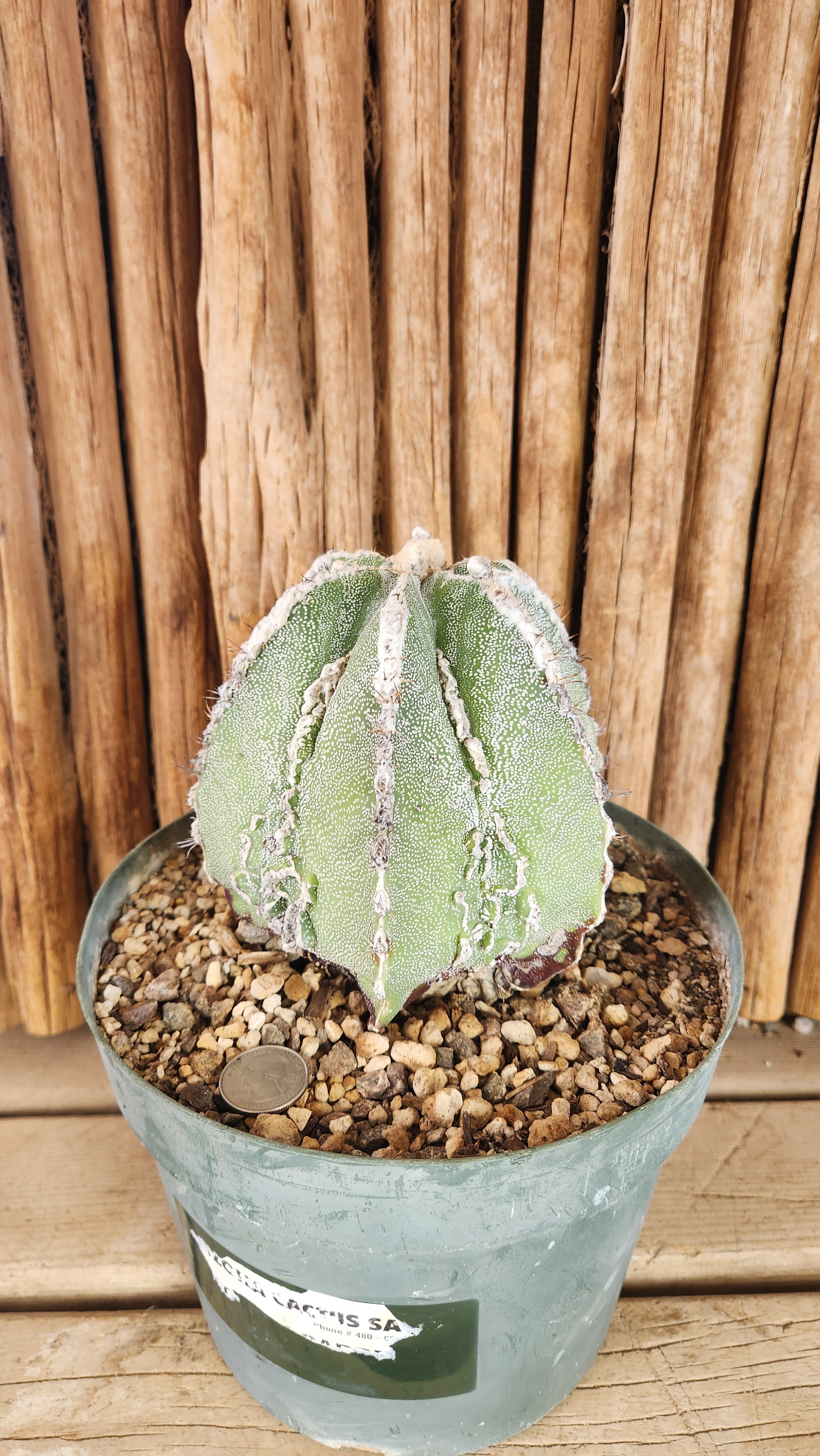 Fouquieria columnaris / Boojum Tree | Arizona Cactus Sales