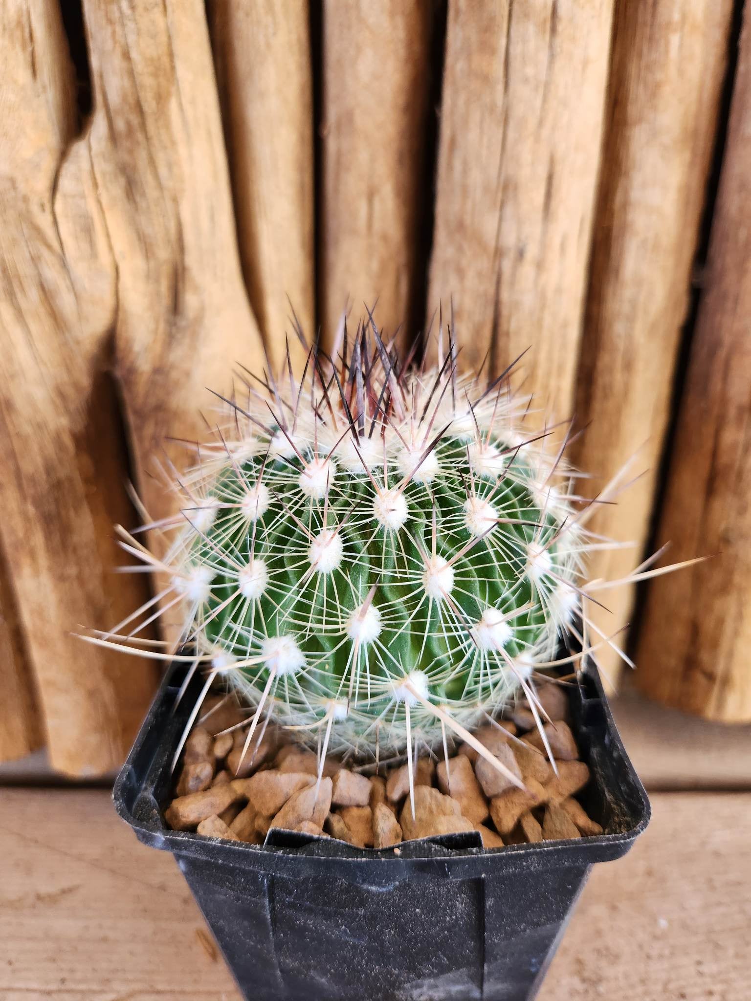 Stenocactus lloydii Arizona Cactus Sales Buy Now Arizona Cactus Sales