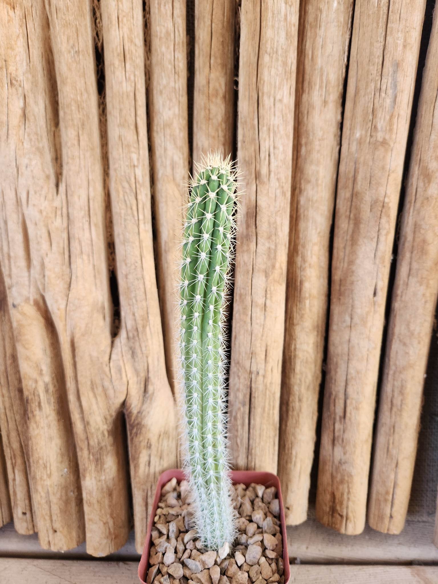 Roseocereus tephracanthus Arizona Cactus Sales Buy Now Arizona