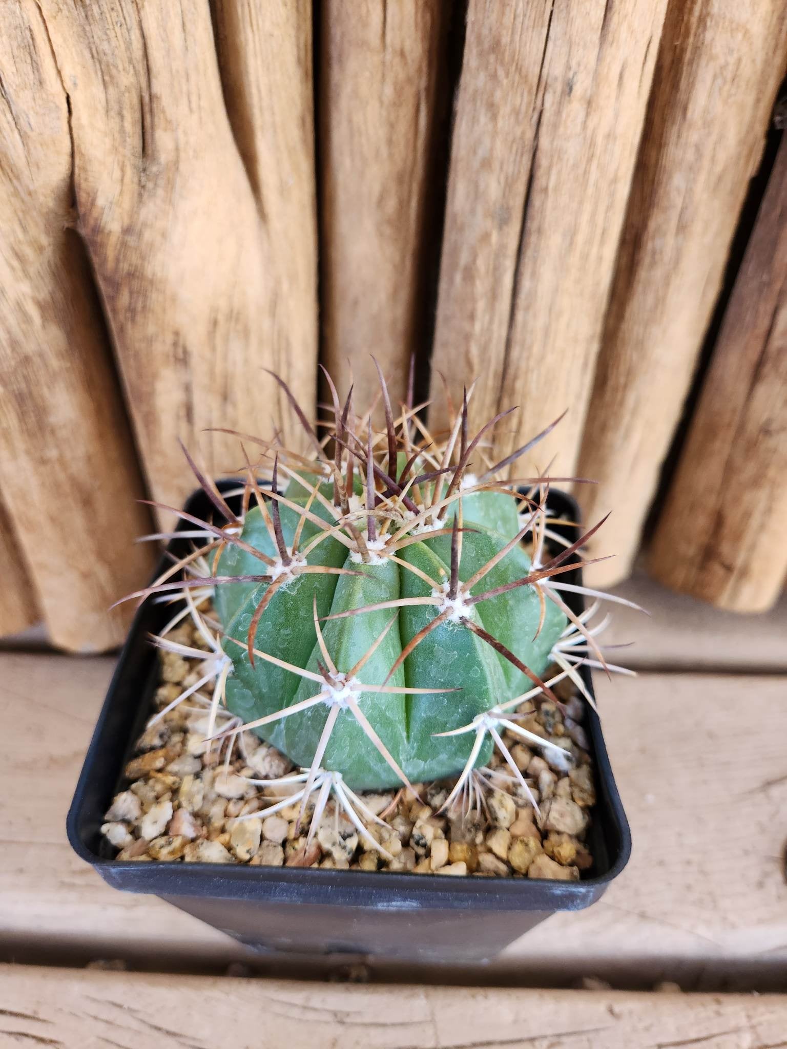 Melocactus salvadorensis Arizona Cactus Sales Buy Now Arizona