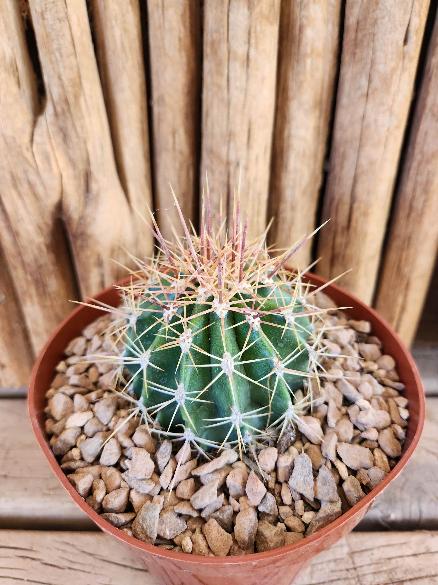 Ferocactus alamosanus Arizona Cactus Sales Buy Now Arizona Cactus Sales