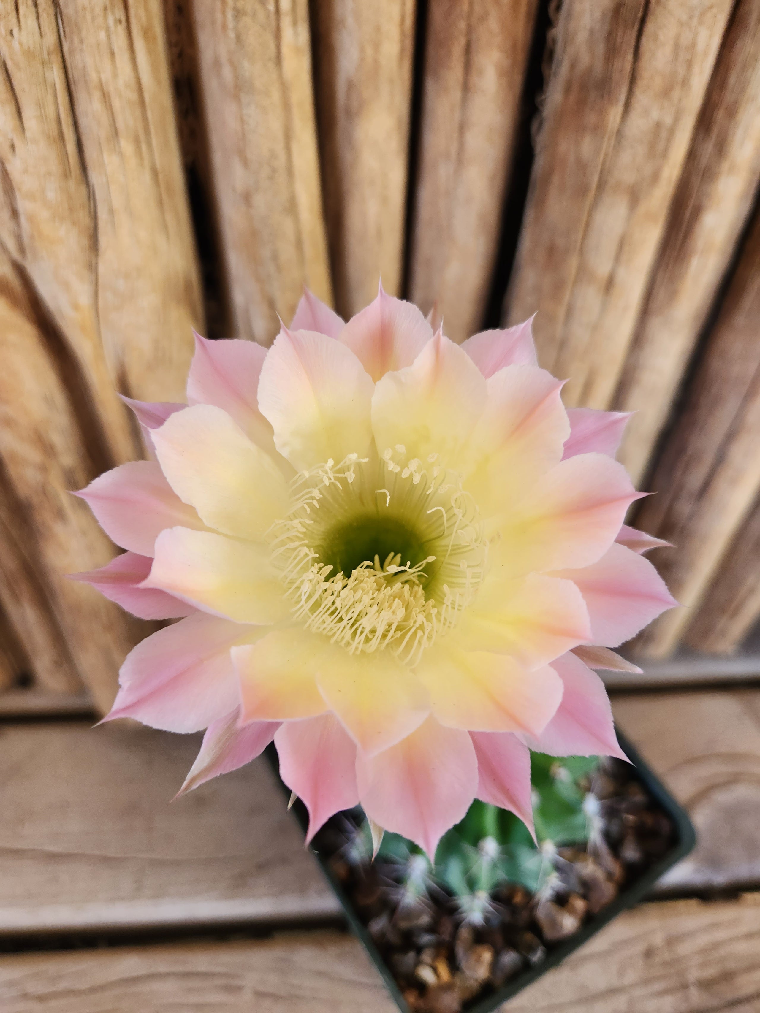 Echinopsis Hybrid 'Djinni' Arizona Cactus Sales Buy Now Arizona Cactus Sales