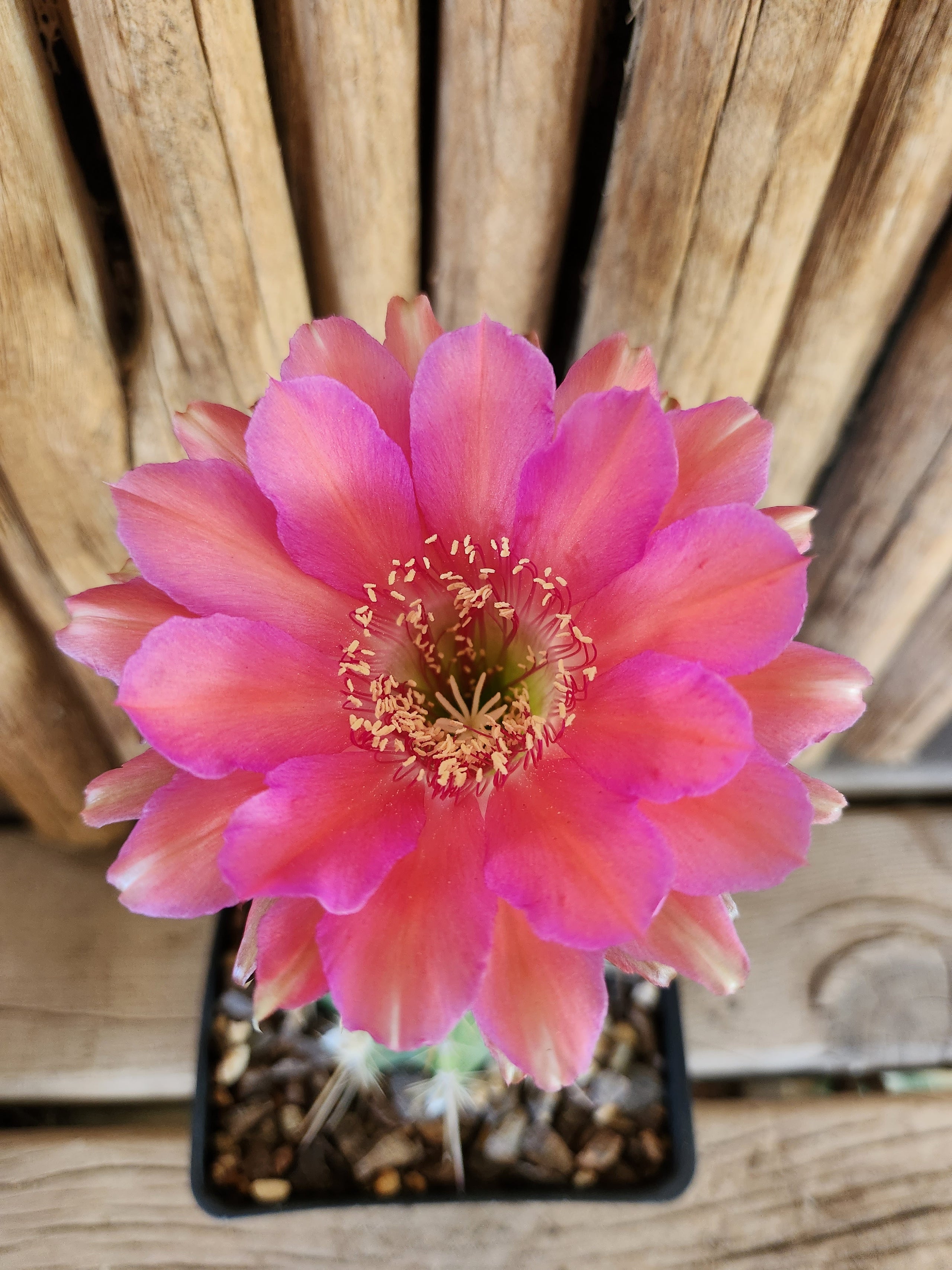 Echinopsis Hybrid 'Sorceress' Arizona Cactus Sales Buy Now Arizona Cactus Sales