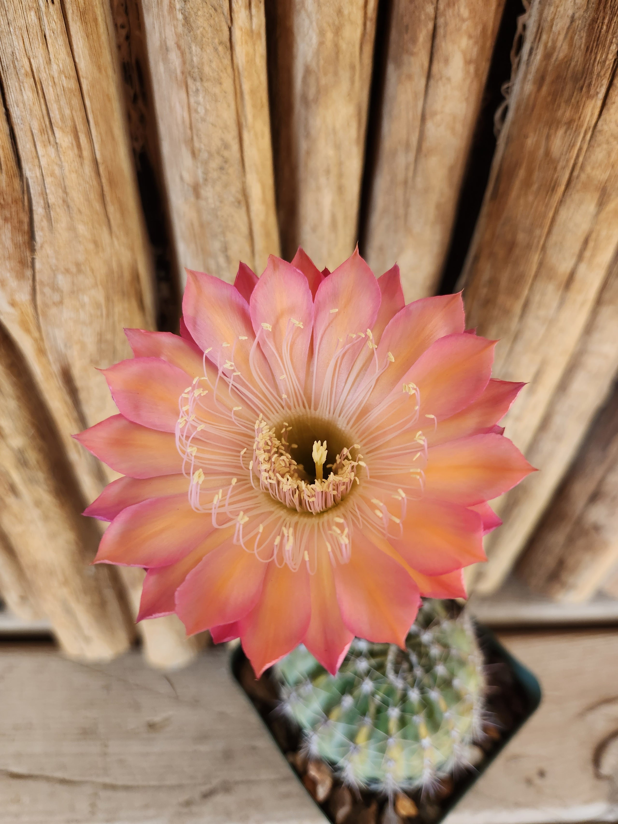 Echinopsis Hybrid 'Minuet' Arizona Cactus Sales Buy Now Arizona Cactus Sales