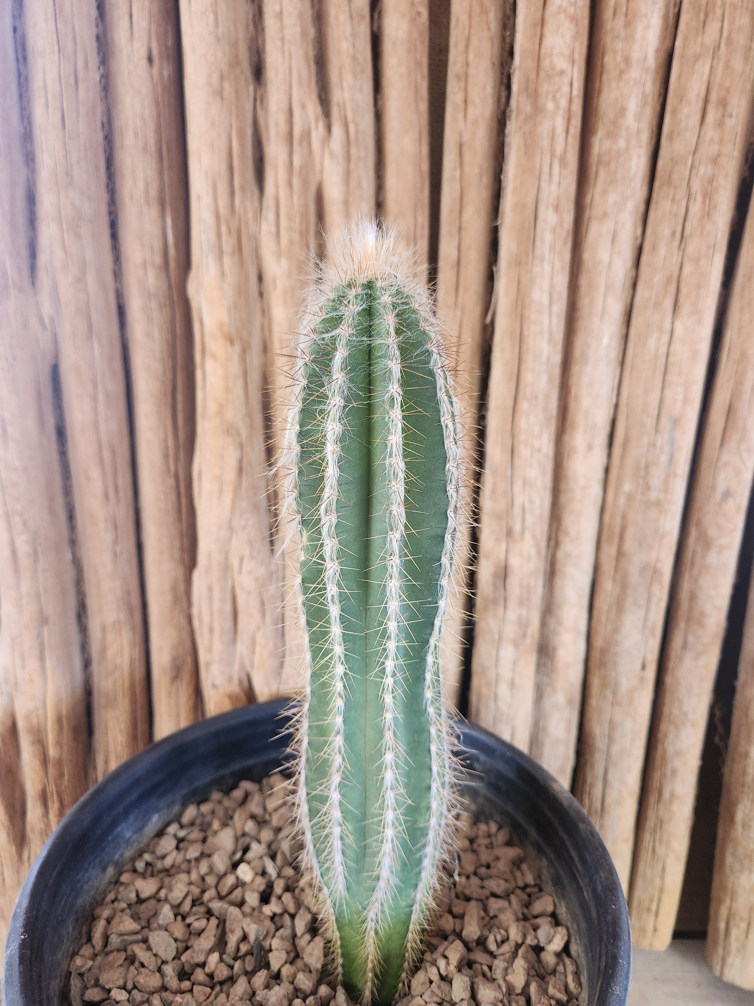 Pilosocereus leucocephalus Arizona Cactus Sales Buy Now Arizona Cactus Sales