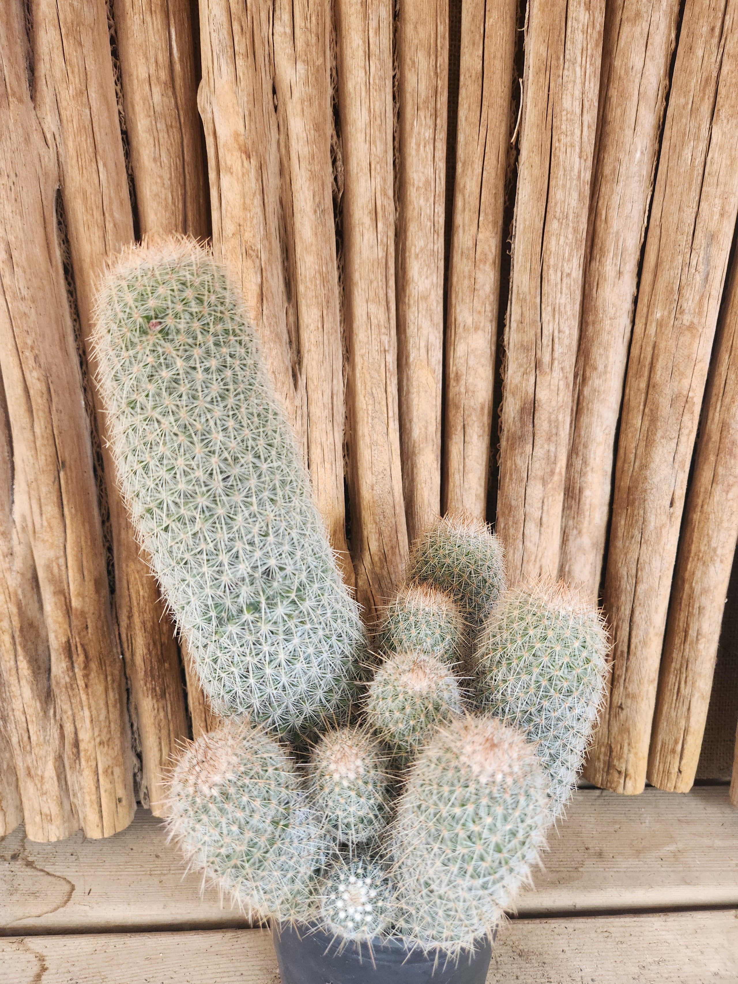 Mammillaria guerreronis SPECIMEN Arizona Cactus Sales Buy Now Arizona Cactus Sales