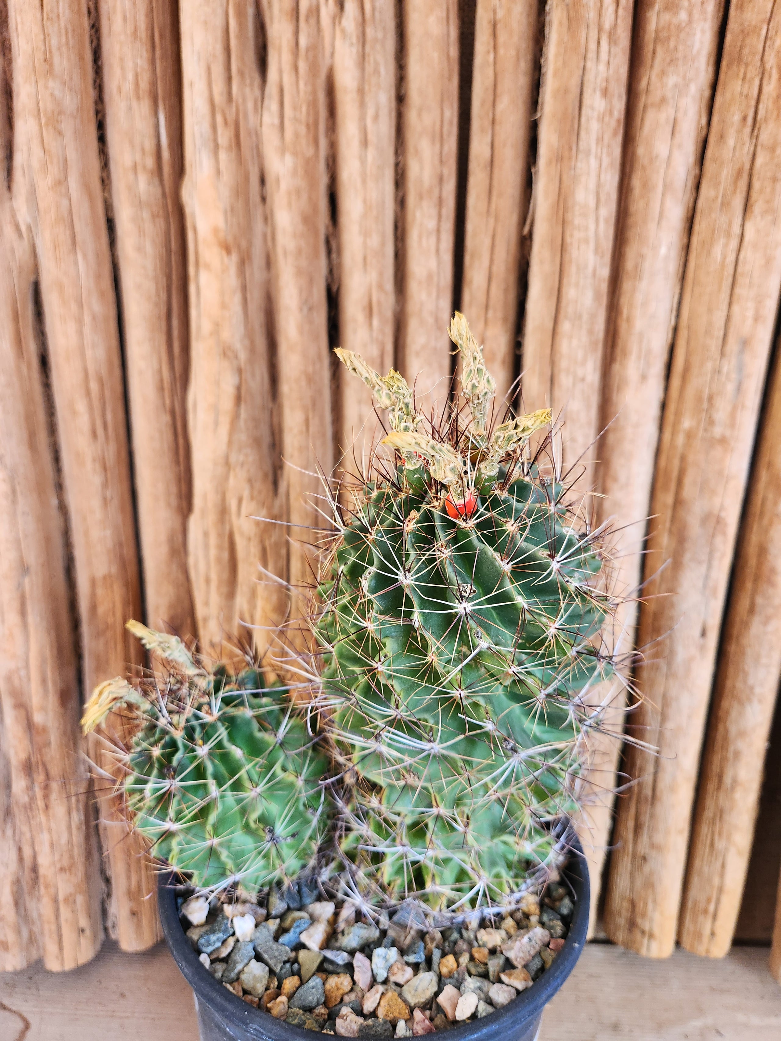 Thelocactus setispinus SPECIMEN Arizona Cactus Sales Buy Now Arizona Cactus Sales