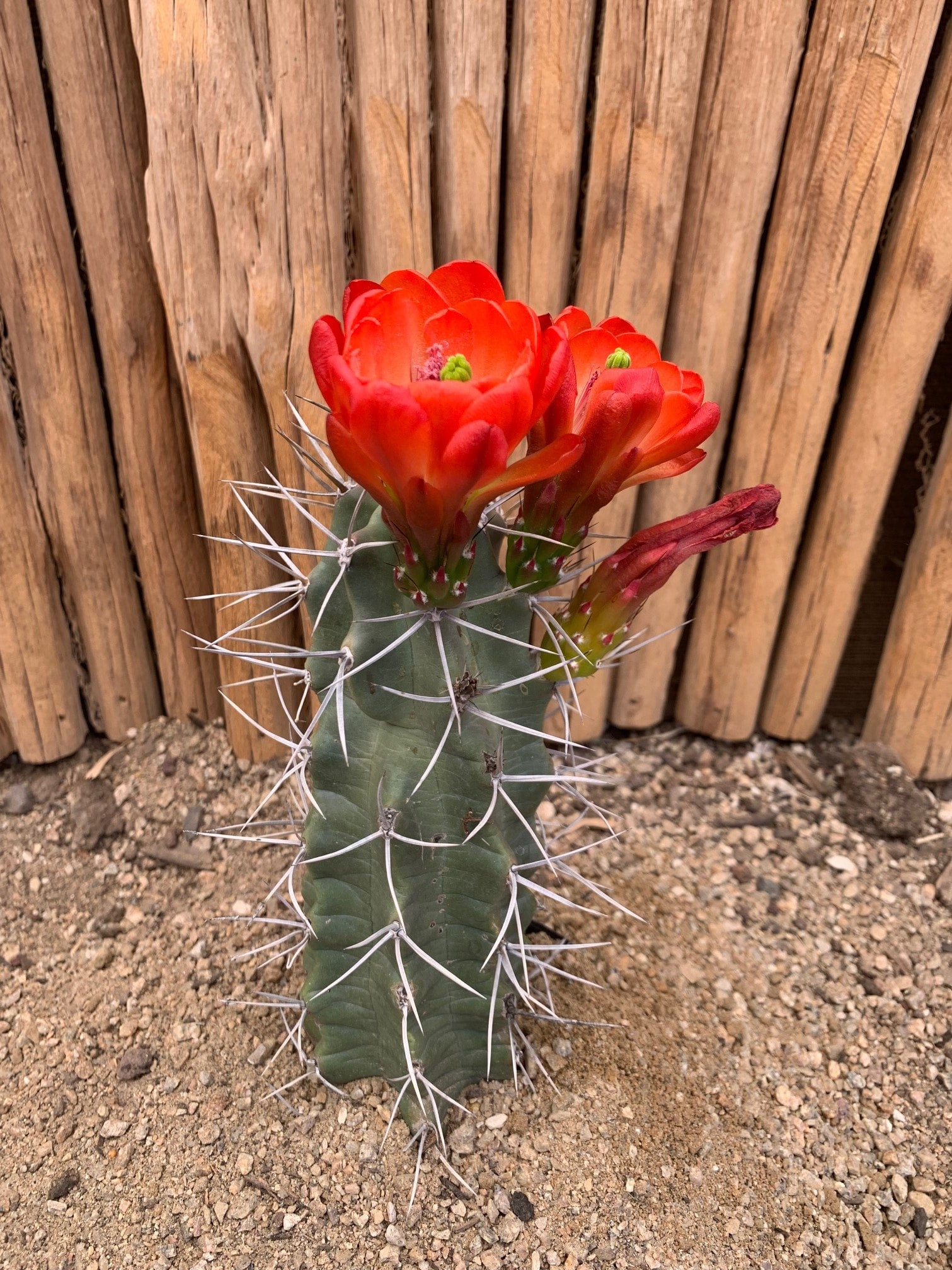 Echinocereus gonacanthus Arizona Cactus Sales