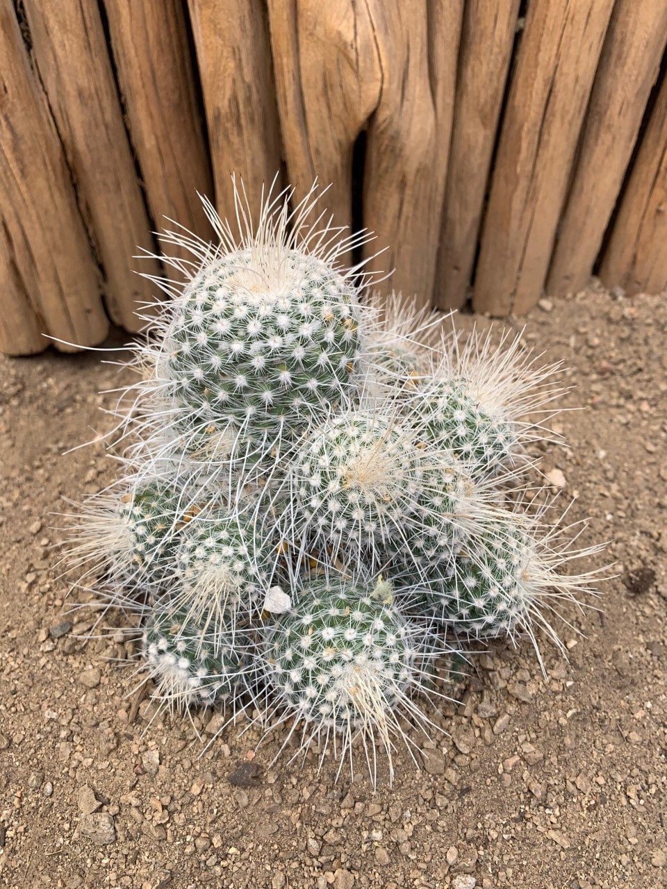 Mammillaria geminispina Arizona Cactus Sales Buy Now Arizona