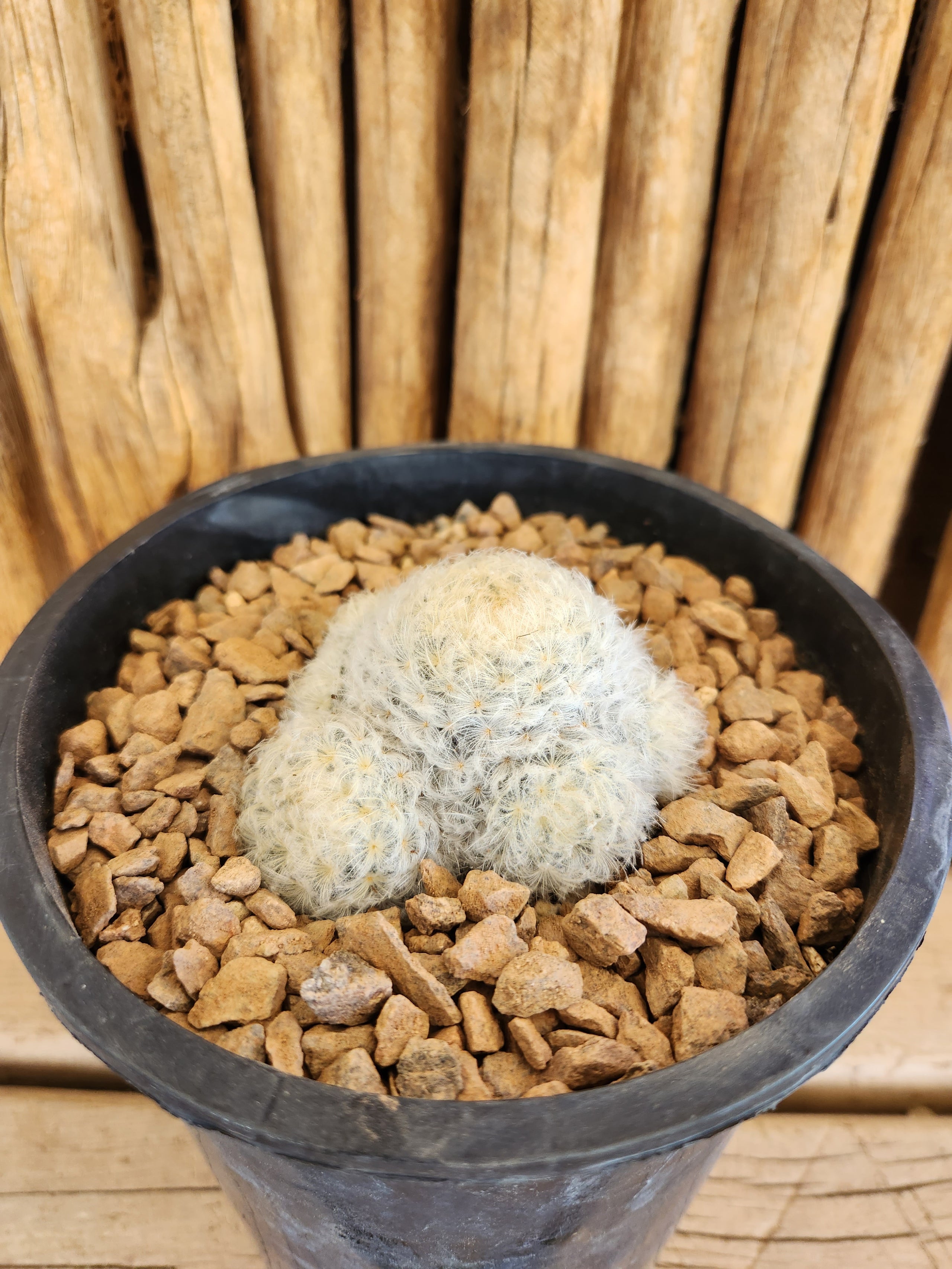 Mammillaria plumosa Arizona Cactus Sales