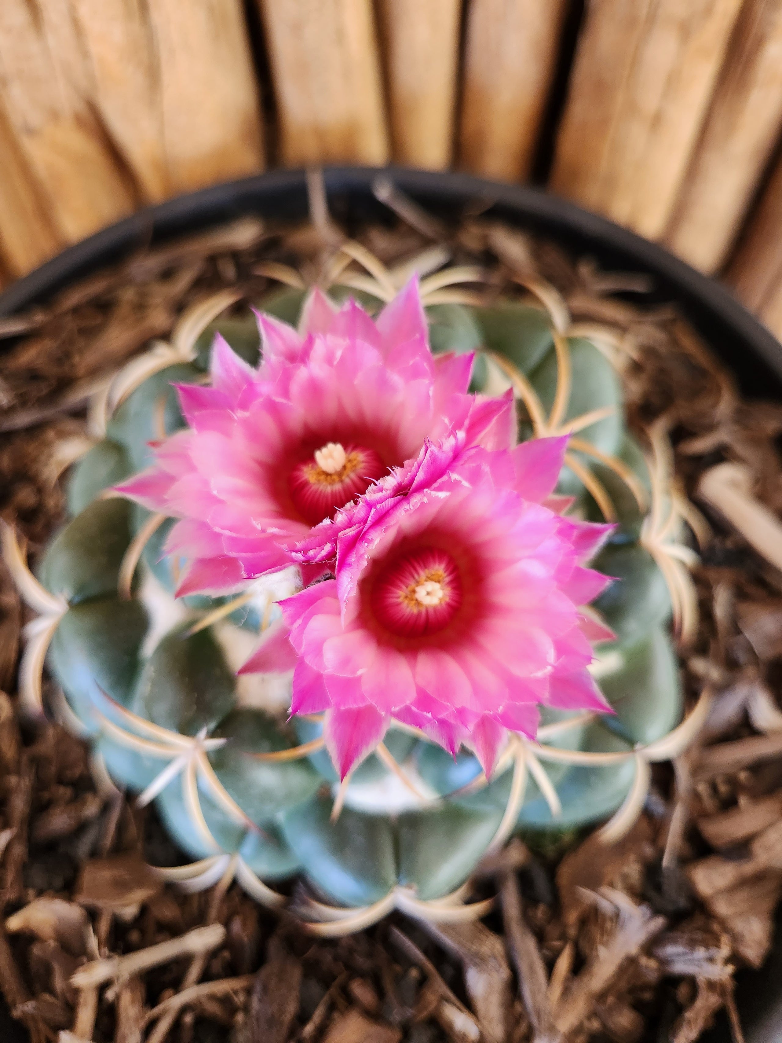 Coryphantha elephantidens Arizona Cactus Sales