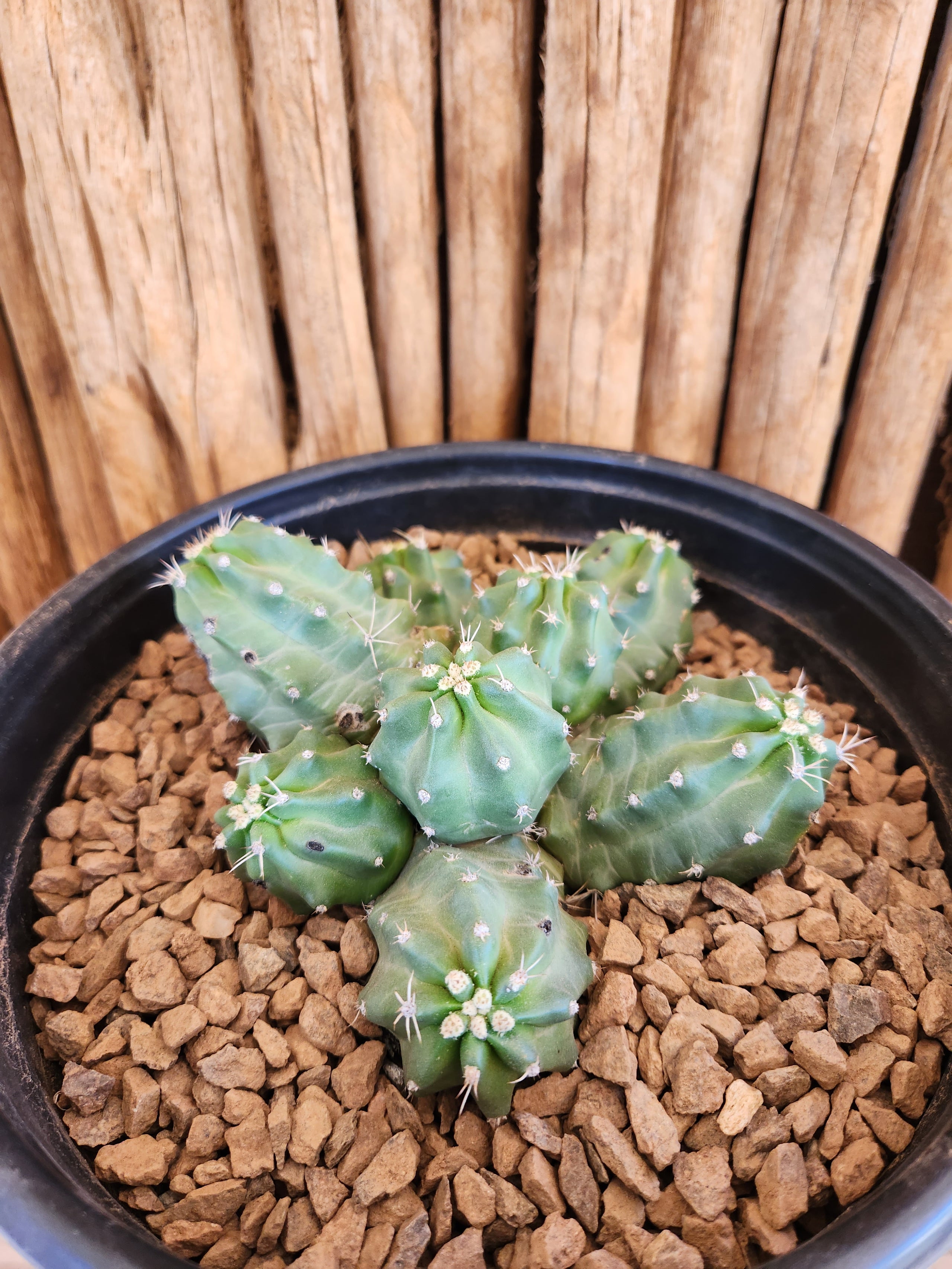 Echinocereus mojavensis Arizona Cactus Sales