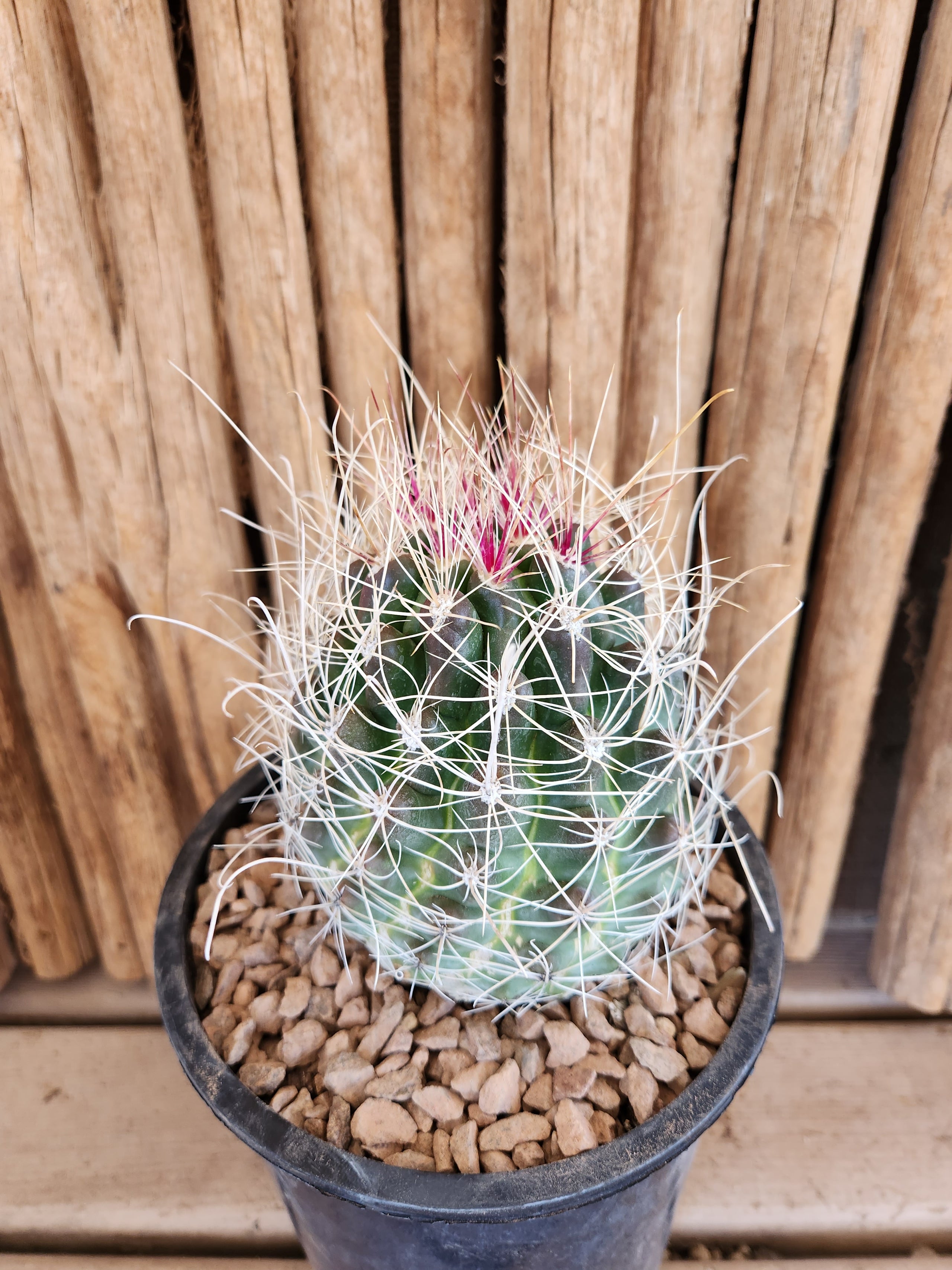 Ferocactus hamatacanthus Arizona Cactus Sales