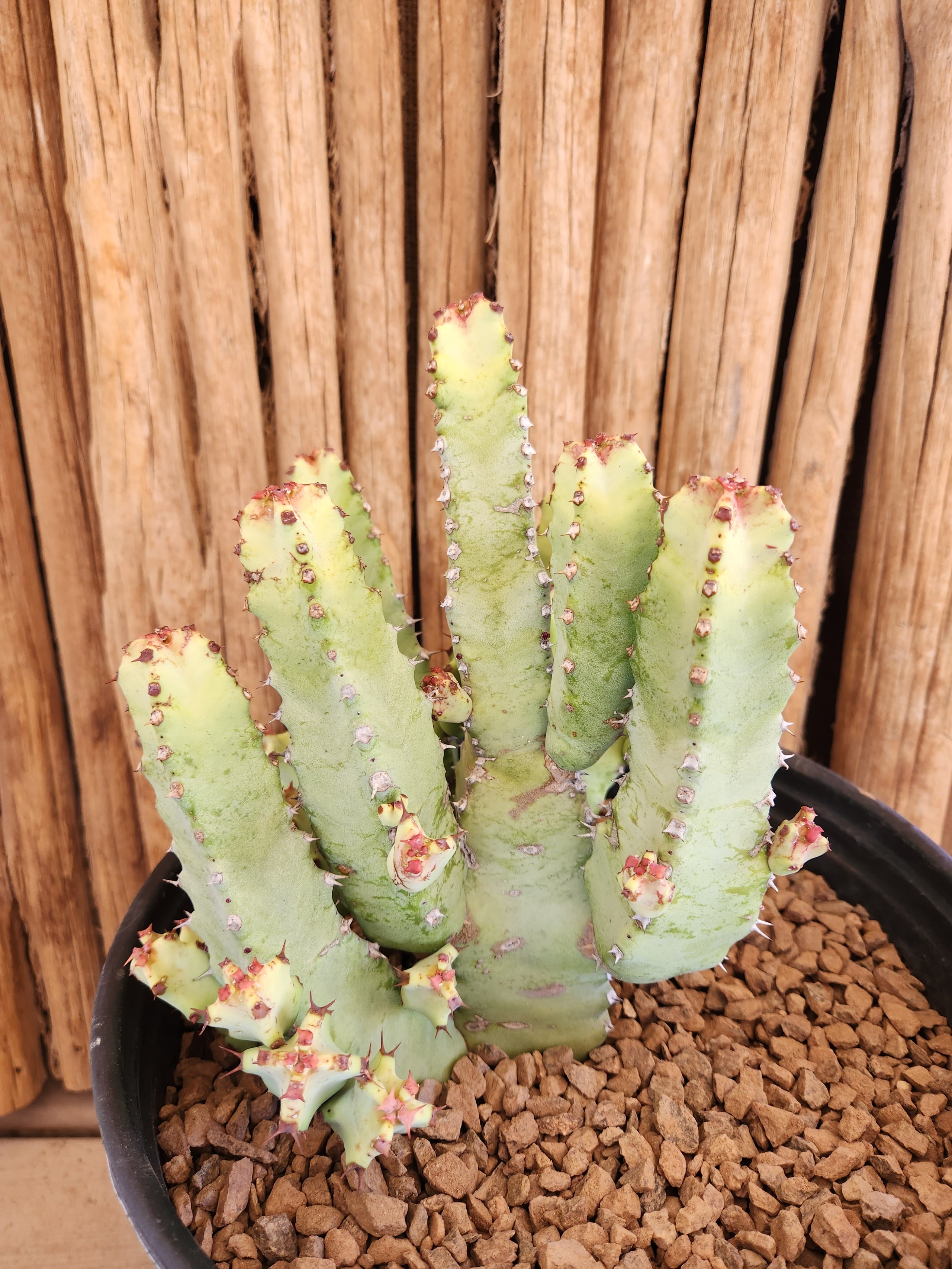 Euphorbia resinifera Arizona Cactus Sales