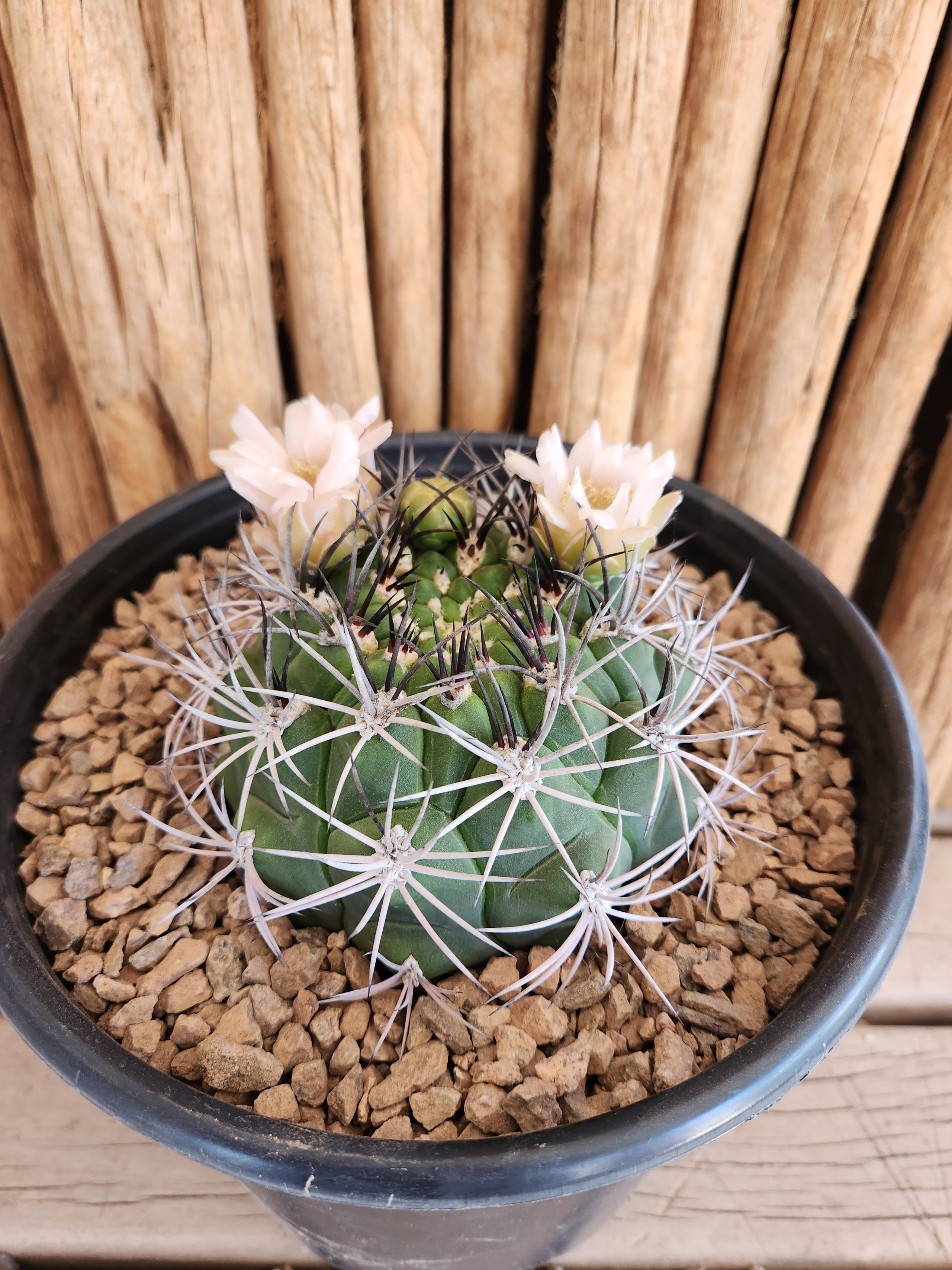 Gymnocalycium saglionis Arizona Cactus Sales Buy Now Arizona Cactus Sales