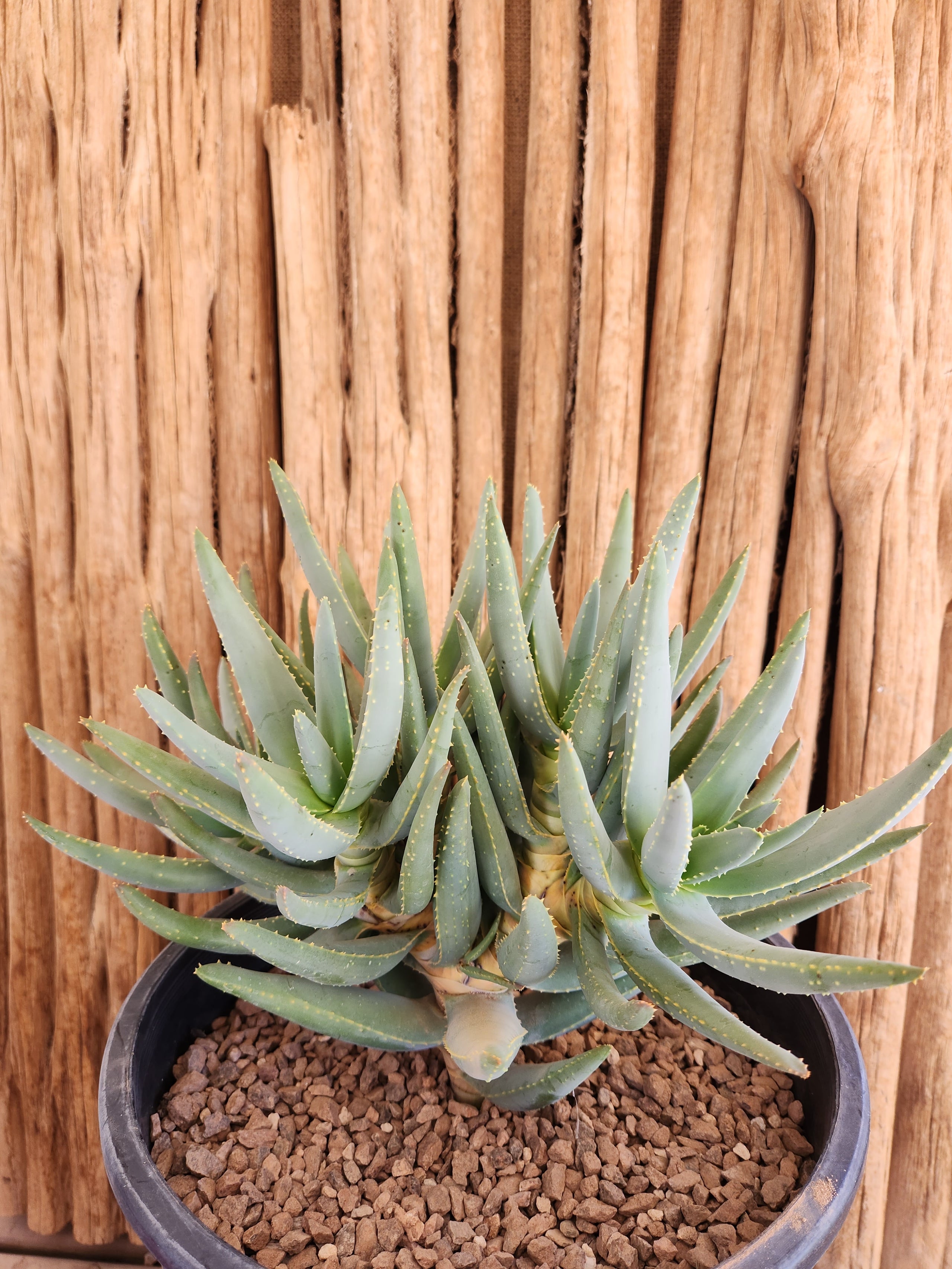 asolo cactus